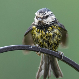 Redwell   07 06 2016   D3s (57 Of 165).jpg